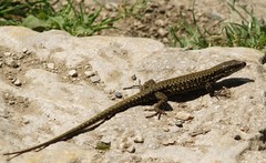 Podarcis muralis