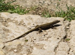 Podarcis muralis