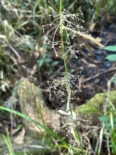 Image of Rhynchospora miliacea by no rights reserved