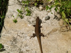 Podarcis muralis
