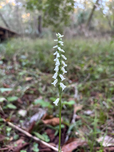 Image of Spiranthes triloba by no rights reserved