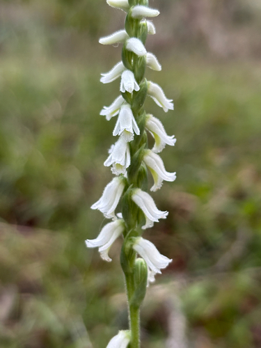 Image of Spiranthes triloba by no rights reserved