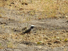 Eurocephalus anguitimens
