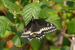 Papilio brevicauda