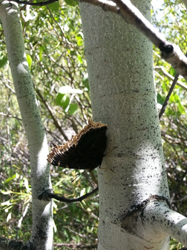 iNaturalist observation photo of Mourning Cloak
