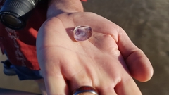 Austromactra contraria