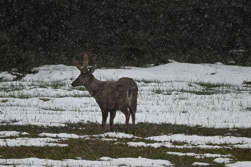 Southern Huemul (Hippocamelus bisulcus)