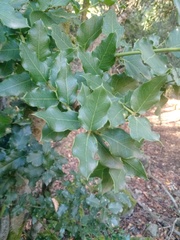 Citronella mucronata