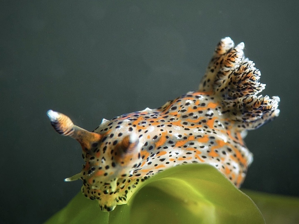 Polycera fujitai