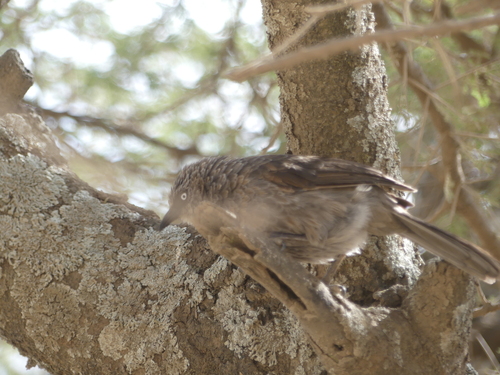 Black-lored Babbler (Turdoides sharpei), photo 5