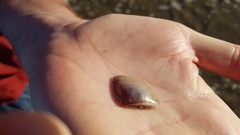 Austromactra contraria