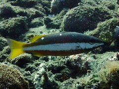 Lutjanus biguttatus
