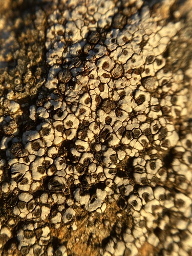 kalíciovité (Caliciaceae)