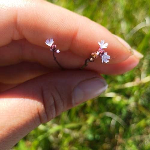 Image of Verbena montevidensis by (c) Agustina Medina, some rights reserved (CC BY)