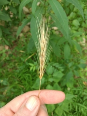 Elymus macgregorii