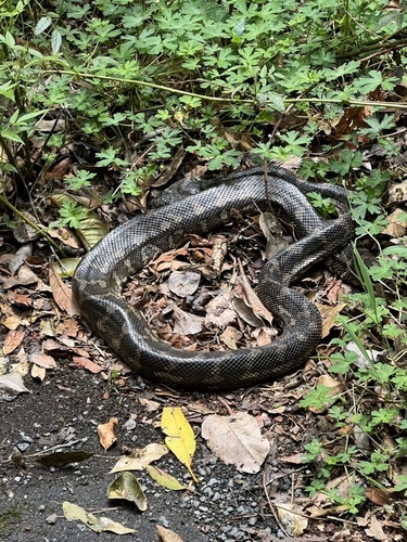 Coastal Carpet Python sighting