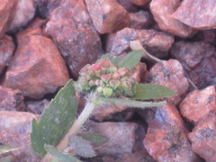 Euphorbia ophthalmica