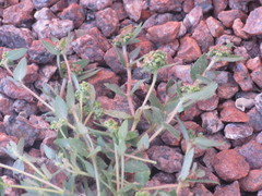 Euphorbia ophthalmica
