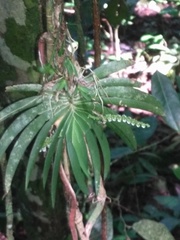 Ornithocephalus bicornis