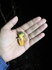 Sao Paulo Leaf Frog photo 3