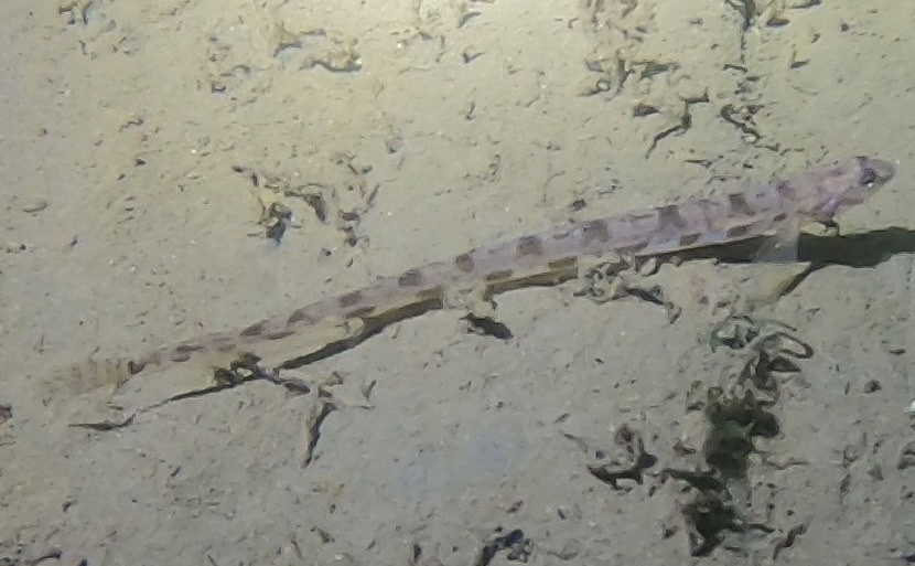 Serpent blenny (Lumpenus lampretaeformis) — Stichaeidae