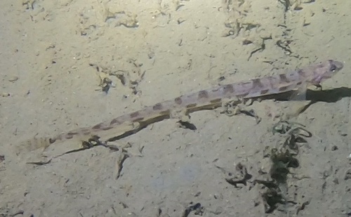 Serpent blenny (Lumpenus lampretaeformis) — Stichaeidae