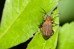 Neolochmaea dilatipennis