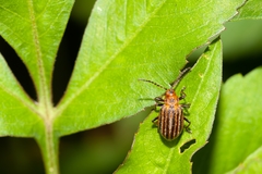 Neolochmaea dilatipennis