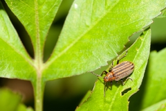 Neolochmaea dilatipennis