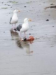 Larus occidentalis occidentalis