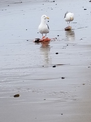 Larus occidentalis occidentalis