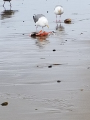 Larus occidentalis occidentalis