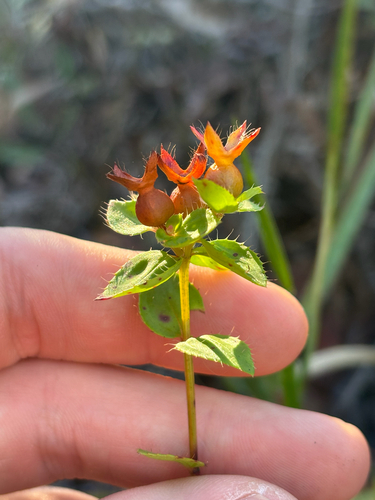 Image of Rhexia petiolata by no rights reserved