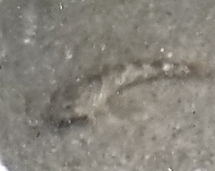 Oligocottus maculosus