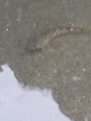 Oligocottus maculosus