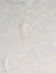 Oligocottus maculosus