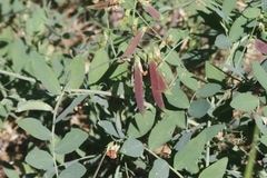 Lathyrus sulphureus