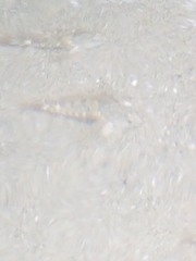 Oligocottus maculosus