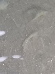 Oligocottus maculosus