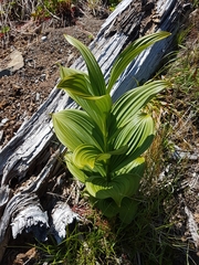 Veratrum viride