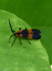 Calopteron reticulatum