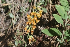 Lathyrus sulphureus