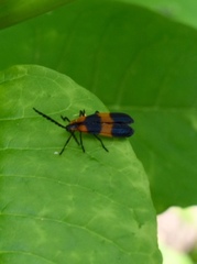 Calopteron reticulatum