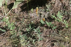 Lathyrus sulphureus