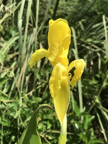 Canna flaccida image
