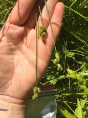 Carex bebbii