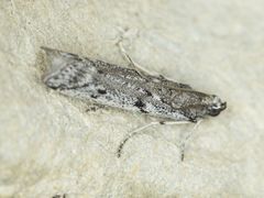 Homoeosoma stypticella