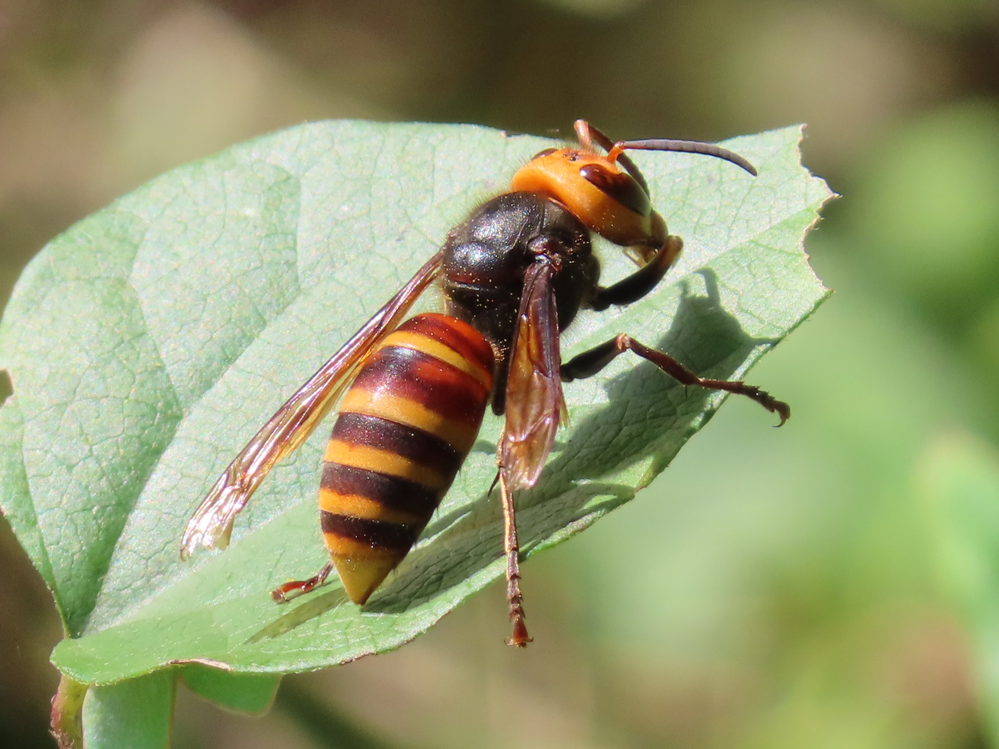 Yellow-vented Hornet (Vespa analis) · iNaturalist