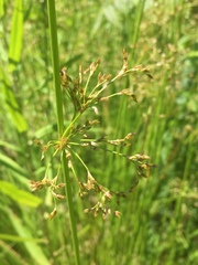 Juncus pylaei
