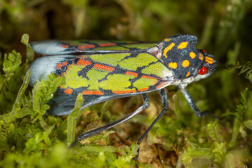 Proconia marmorata